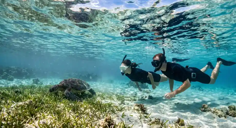 Snorkeling with a green sea turtle in Semporna