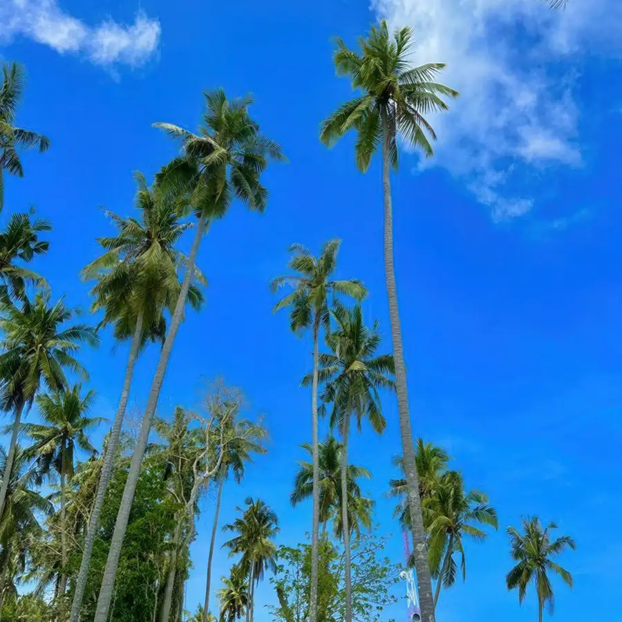 Scenic beach with palm trees during island hopping